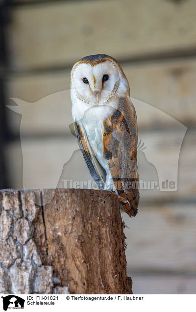Schleiereule / barn owl / FH-01821