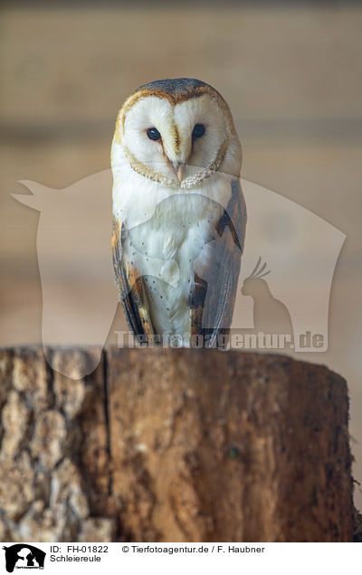 Schleiereule / barn owl / FH-01822