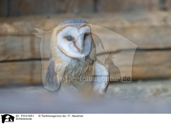Schleiereule / barn owl / FH-01851