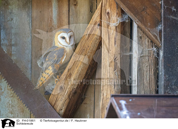 Schleiereule / barn owl / FH-01861