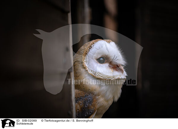 Schleiereule / barn owl / SIB-02089