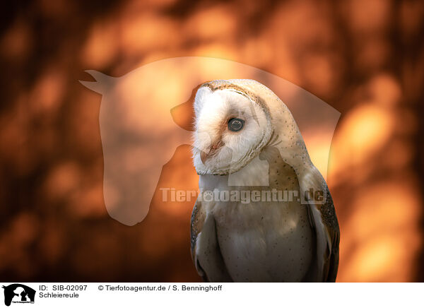 Schleiereule / barn owl / SIB-02097