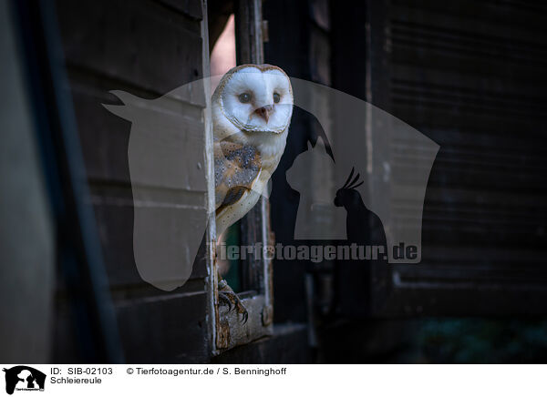 Schleiereule / barn owl / SIB-02103