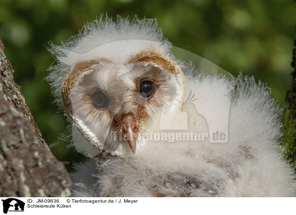 Schleiereule Kken / barn owl chick / JM-09636