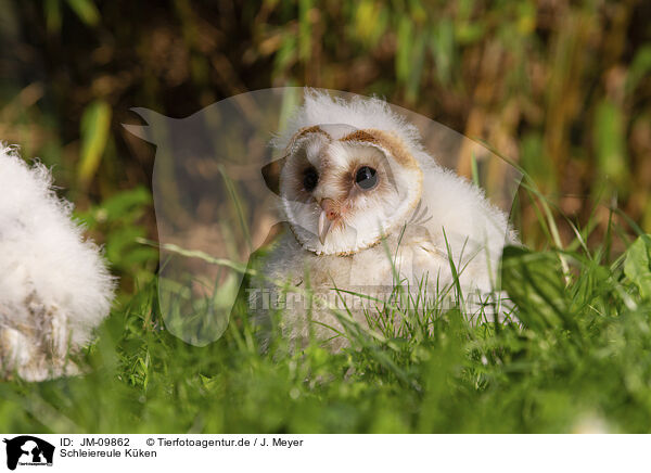 Schleiereule Kken / barn owl chick / JM-09862