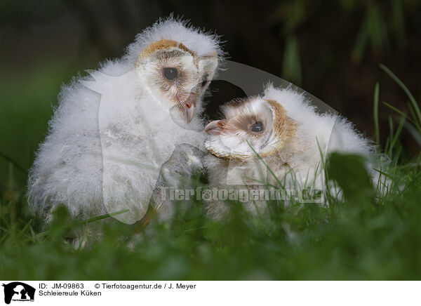 Schleiereule Kken / barn owl chick / JM-09863