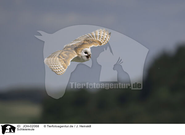 Schleiereule / barn owl / JOH-02068