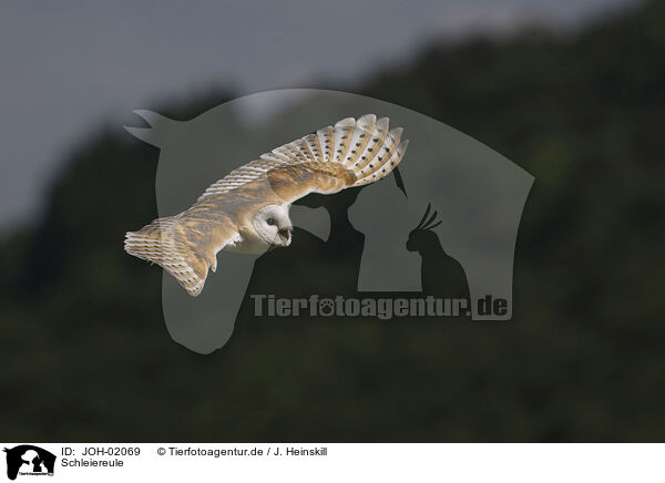 Schleiereule / barn owl / JOH-02069