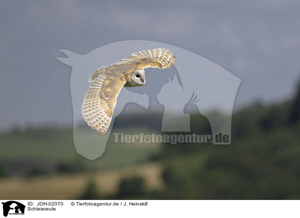 Schleiereule / barn owl / JOH-02070