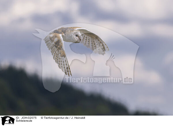 Schleiereule / barn owl / JOH-02075