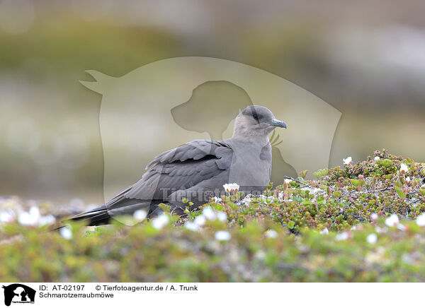 Schmarotzerraubmwe / Arctic skua / AT-02197