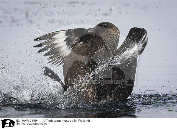 Schmarotzerraubmwe / Arctic skua / MAW-01594