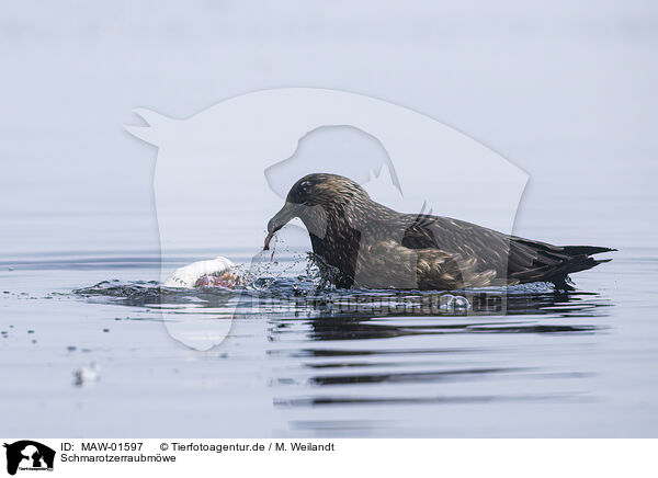 Schmarotzerraubmwe / Arctic skua / MAW-01597