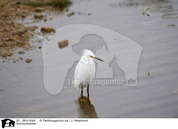 Schmuckreiher / snowy egret / JR-01648
