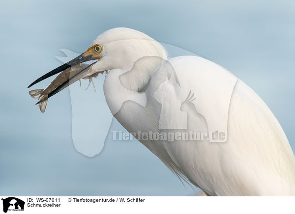 Schmuckreiher / snowy egret / WS-07011