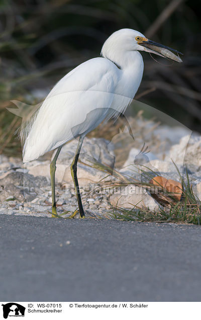 Schmuckreiher / snowy egret / WS-07015