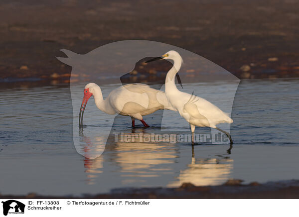 Schmuckreiher / Snowy Egret / FF-13808