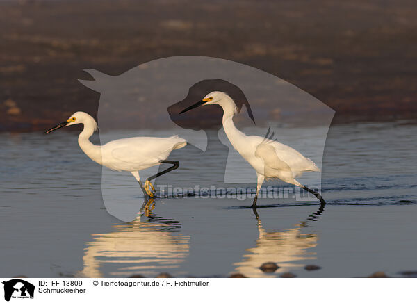 Schmuckreiher / Snowy Egret / FF-13809