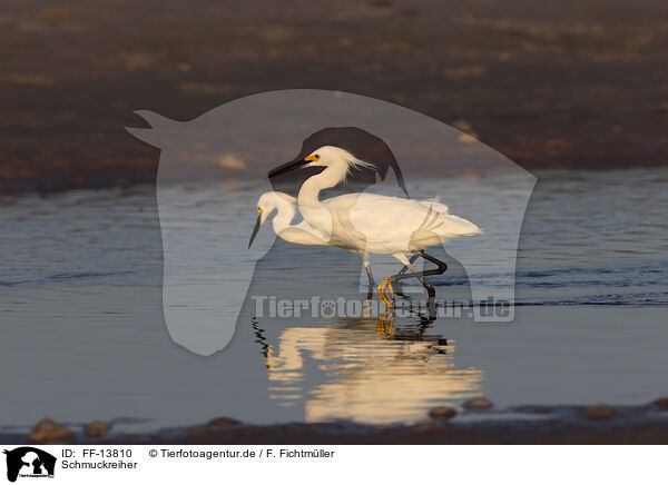 Schmuckreiher / Snowy Egret / FF-13810