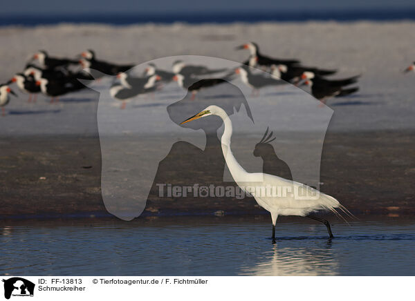 Schmuckreiher / Snowy Egret / FF-13813