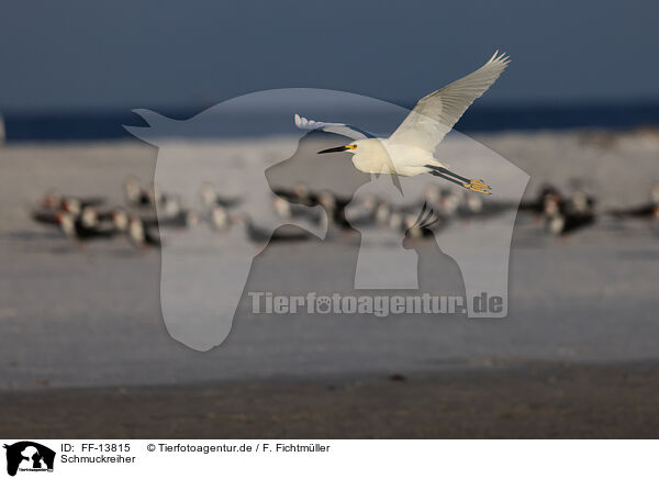 Schmuckreiher / Snowy Egret / FF-13815