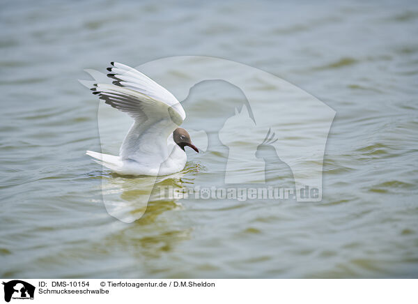 Schmuckseeschwalbe / elegant tern / DMS-10154