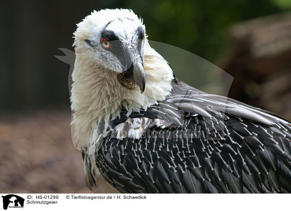Schmutzgeier / Egyptian vulture / HS-01299