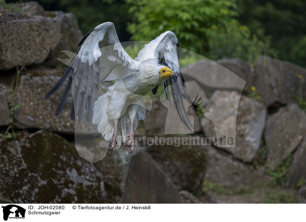 Schmutzgeier / Egyptian vulture / JOH-02080
