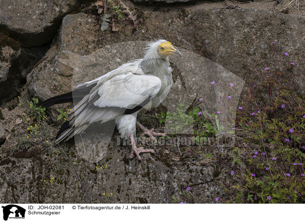 Schmutzgeier / Egyptian vulture / JOH-02081