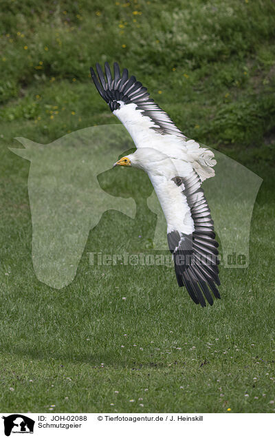 Schmutzgeier / Egyptian vulture / JOH-02088