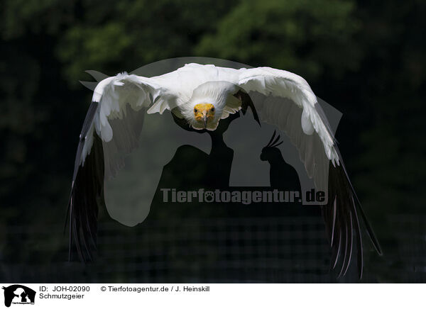 Schmutzgeier / JOH-02090