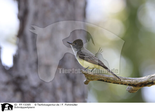 Schnppertyrann / Great Crested Flycatcher / FF-13395