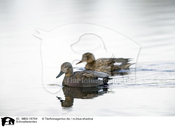 Schnatterenten / gadwall ducks / MBS-16764