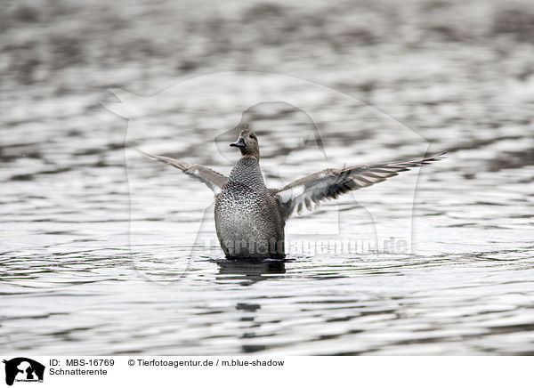 Schnatterente / gadwall duck / MBS-16769