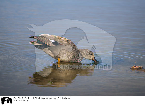 Schnatterente / gadwall duck / FH-01844