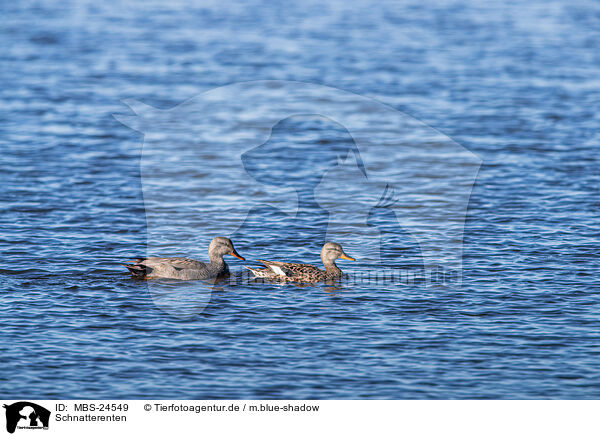 Schnatterenten / gadwall ducks / MBS-24549