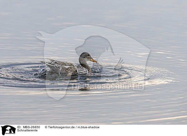 Schnatterente / gadwall duck / MBS-26850