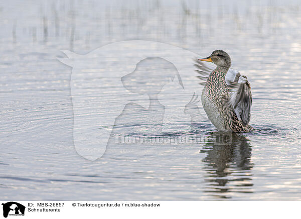 Schnatterente / gadwall duck / MBS-26857