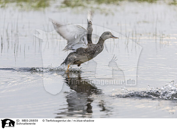 Schnatterente / gadwall duck / MBS-26859