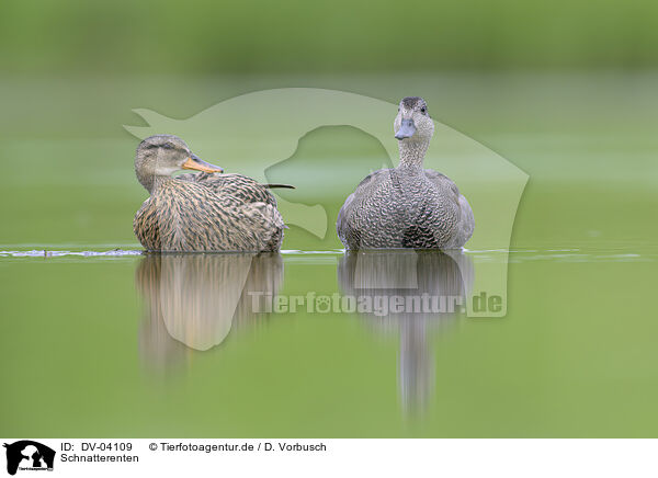 Schnatterenten / gadwall ducks / DV-04109