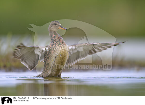 Schnatterente / gadwall duck / DV-04112