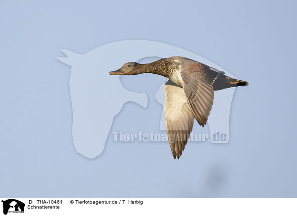 Schnatterente / gadwall duck / THA-10461