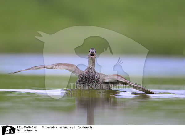 Schnatterente / gadwall duck / DV-04196