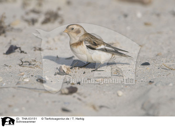 Schneeammer / snow bunting / THA-03151