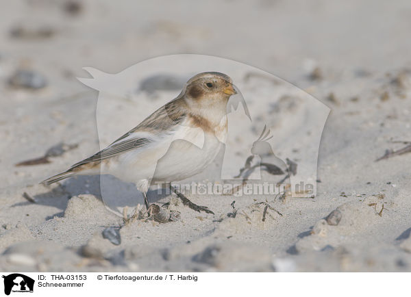 Schneeammer / THA-03153