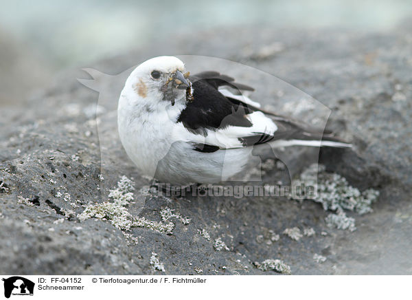 Schneeammer / snow bunting / FF-04152