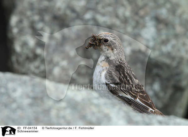 Schneeammer / snow bunting / FF-04154