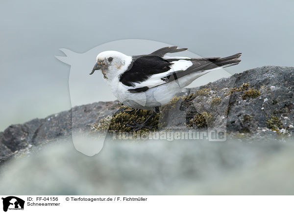 Schneeammer / snow bunting / FF-04156