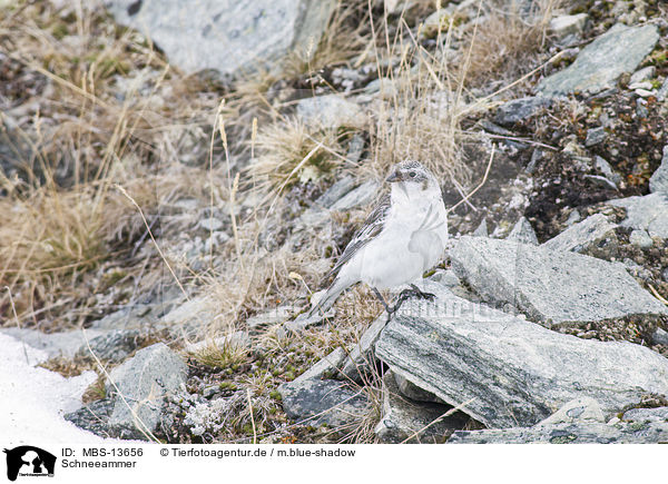 Schneeammer / snow bunting / MBS-13656