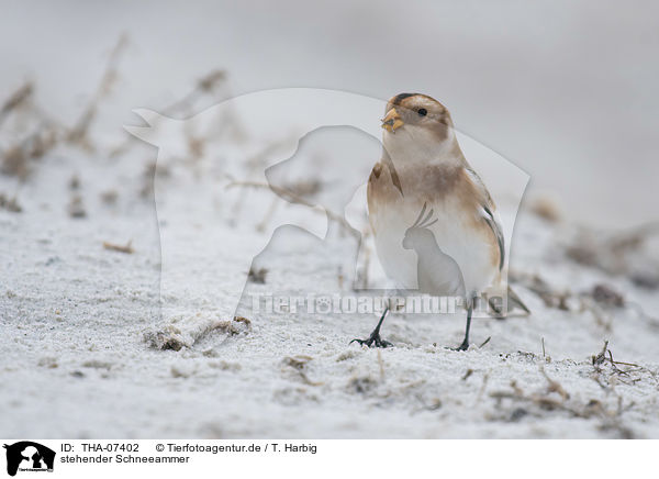 stehender Schneeammer / standing Snow Bunting / THA-07402